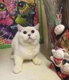 郑州爆料猫咪事件视频,爱心救助引发网友热议  第3张